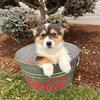 AKC Pembroke Welsh Corgi puppies!!!
