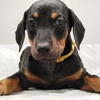 Doberman puppy for sale 