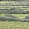 2nd cutting 4 by 5 Wrapped Orchard grass/alfalfa hay