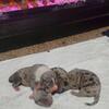 Exotic Blue Eyes Blue Nose Pitbull  Puppies Now Available 