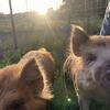 KuneKune piglets