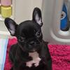 Teddy french bulldog