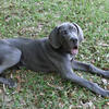 AKC Great Dane Euro