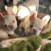 Frenchie puppies