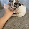 Akc reg. French Bulldog 
