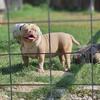 American Bully female in heat