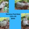 African Pygmy Dormice Micro Squirrels nearly all white, high pied, pied/standard Males and females 