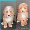 MICRO/TOY GOLDENDOODLES