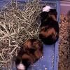 2 Guinea pig 