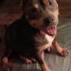 Standard American Bully Female 