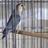 Young Lovebirds split to fallows