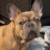 French bulldog, female 