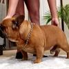 French bulldogs stud service 