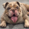 Lilac Merle tri Female English bulldog