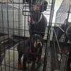 DOBERMAN PUPPIES