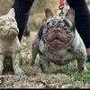 Chocolate tri french bulldog male puppy