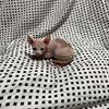 Sphynx kittens, no mix breeds Imported Male from Canada and Females from Europe.