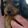 Male dachshund puppies