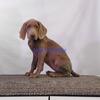 "Exquisite AKC Weimaraner Puppies: Majestic, Intelligent, and Ready to Join Your Family