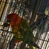 Beautiful red factor sun conure