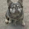 Perfect stud Lilac tan fluffy carrier