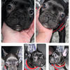 Frenchton, French Bulldog 