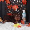 Josie-Stunning Chocolate Female Teacup Yorkie