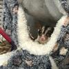Sugar Gliders