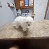 Ckc Registered Male Maltipoo