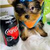 Beautiful Male & Female Yorkshire Terriers Available**text or call 380-242-6975