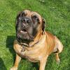 Boerboel African Mastiff Stud Service