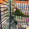 Baby mitred conure