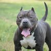 American bully Stud, intro rate ( proven) 