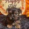 Yorkie puppies for sale (612) 459-4691