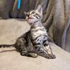 TICA female black silver charcoal spotted tabby bengal