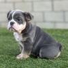 English Bulldog Fluffy Female