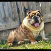 AKC English Bulldog at Stud