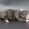 Sterling - XL American Bully - Male