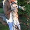 Savannah F1 Kittens for Sale – Stunning Exotic Companions