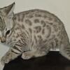 Female snow bengal 