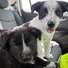 Puppies need a new home!! 