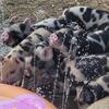 75% Kune Kune and 25% Idaho pasture Pig piglets