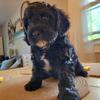 Cavapoo Puppy (King Charles Cavalier/Poodle) 7 weeks old Male