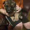 Nwi AKC German Shepherds pups (219) area    12 weeks  219 487-8919 Merrillville  Indiana In.