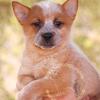 Red AKC Registered Australian Cattle Dogs 