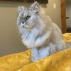 6 year old chinchilla persian male $200
