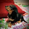 Long haired black and cream miniature dachshund - ready November 15th - Male