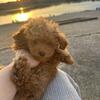 Toy Poodle