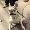Female Merle French Bulldog