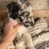Aussiedoodle puppy